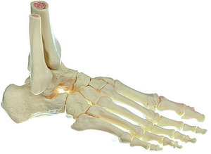 Skeleton of the Foot, Right (Movable Joints) (QS 22/5)