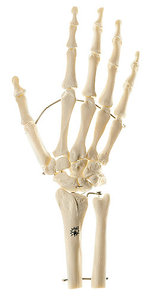 Skeleton of Hand with Base of Forearm (Mounted on wire) (QS 31/1)