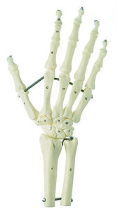 Hand Skeleton with Forearm Connection (Flexible Mounting) (QS 31/7)