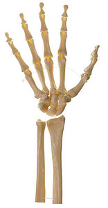Skeleton of the Hand (Movable Joints) (QS 31/5)