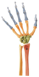 Hand Skeleton, Right (Movable Joint Mechanism and Coloured) (QS 31/4)