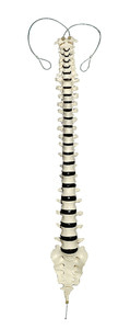 Vertebral Column (Articulation on nylon) (QS 15-N)