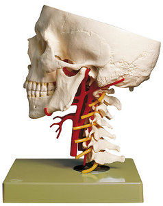 Artificial Base of Skull with Arteries (QS 65/6)
