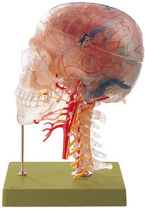 Neuroanatomy Head Model (QS 65/7)