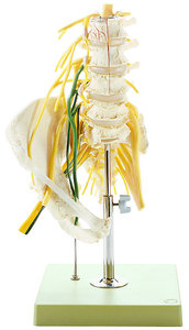 Lumbar spinal Column - with Innervation (QS 66/2)