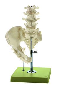 Model of the Lumbar Spinal Column - without Innervation (QS 66/3)