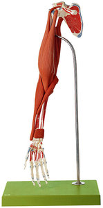 Demonstration Model of the Arm Muscles (QS 55/3)