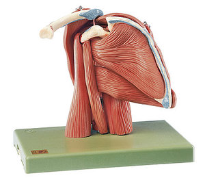 Demonstration model of the Shoulder Muscles (QS 55/6)