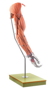 Model of the Arm Muscles (QS 55/5)