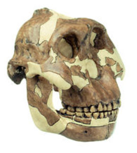 Reconstruction of the Skull of Paranthropus boisei (S 1)