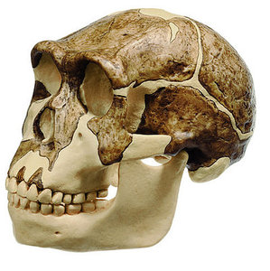 Reconstruction of the Skull of Homo ergaster (KNM-ER 3733) (S 2/3733)