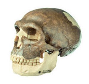 Reconstruction of the Skull of Homo neanderthalensis (S 3)