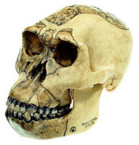 Reconstruction of the Skull of Homo habilis (O.H. 24) (S 3/1)
