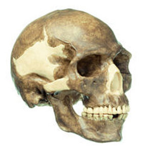 Reconstruction of the Skull of Homo sapiens (S 4)