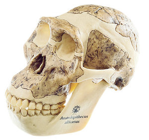 Reconstruction of a Skull of Australopithecus africanus (S 5)