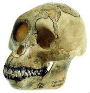 Reconstruction of the Skull of Proconsul africanus (S 5/1)