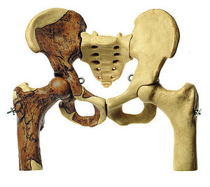 Reconstruction of the Pelvis of Australopithecus africanus (S 5/STs14)