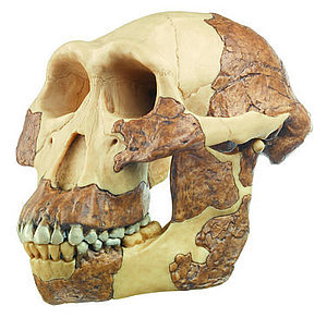 Reconstruction of Australopithecus afarensis (S 7)