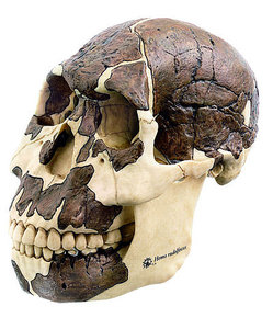 Reconstruction of a skull of H. rudolfensis (S 8)