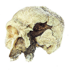 The Steinheim Skull Homo heidelbergensis (S 11)