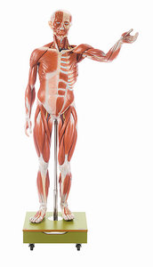 Male Muscle Figure (AS 2/2)