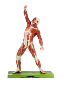 Male Muscle Figure (AS 3)
