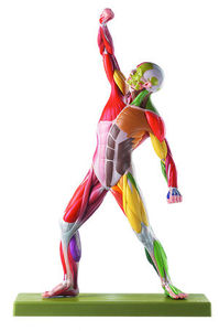 Male Muscle Figure with Colour Coding for the Identification of Motor Innervation (AS 3 AP/NR)