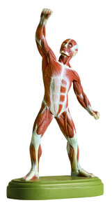 Male Muscle Figure (AS 3/1)