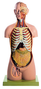 Male Torso with Head and Open Back (AS 23/1)