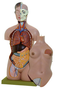Female Torso with Head (AS 40)