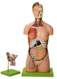 Torso with Head and Interchangeable Male and Female Genitalia (AS 4)