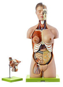 Torso with Head and Interchangeable Male and Female Genitalia (AS 4/1)