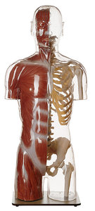 Transparent Muscle Torso Model with Head (AS 9/1)