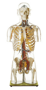 Transparent Torso Model with Blood Vessels and Head (AS 9/3)