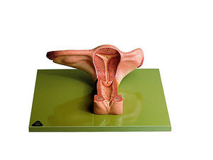 Female Genital Organs (MS 4)