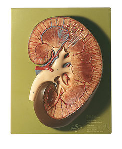Right Kidney (LS 4)