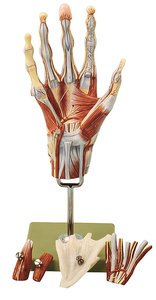 Muscles of the Hand with Base of Fore-Arm (NS 13)