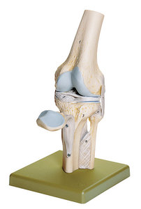Knee Joint (NS 19)