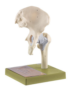 Hip Joint (NS 20)