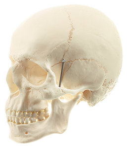 Artificial Human Skull (QS 1)