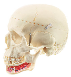 Artificial Human Skull (QS 2)