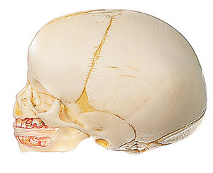 Artificial Skull of a Newborn (QS 3)