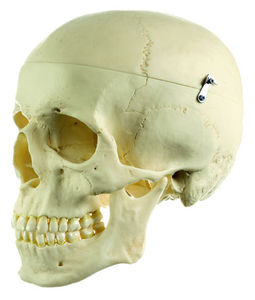 Artificial Human Skull (QS 7)