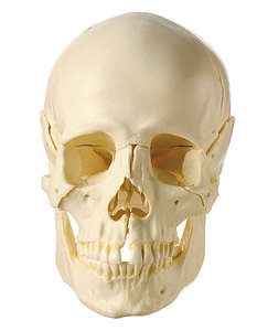 14-Part Model of the Skull (QS 8/2)