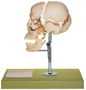 Artificial Bauchene Skull of an Adult (QS 9)
