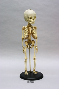 CHILD SKELETON 14 TO 16 MONTHS OLD (2870)