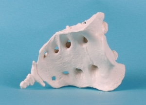 SACRUM WITH COCCYX (3060)