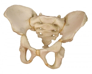 PELVIS OF A 5 YEAR OLD CHILD (4051)