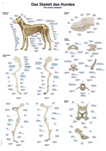 개 해부차트 [Chart “The canine skeleton” (VL600)]