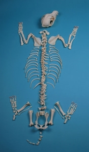 중형견 골격모형 [Dog Skeleton, unassembled, middle size dog (VET3010)]